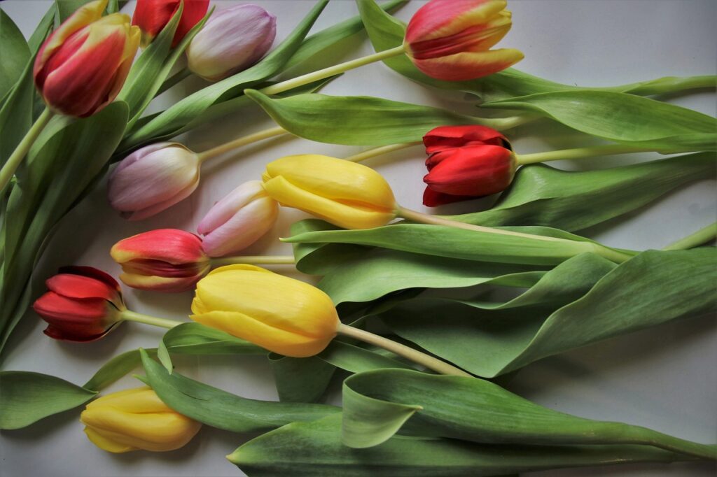 tulips, leaves, women's day